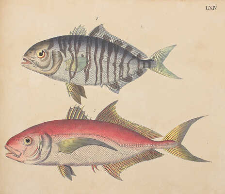 [Естествознание в картинках с пояснительным текстом профессора д-ра Штрака, изданное литографическим институтом], 1819